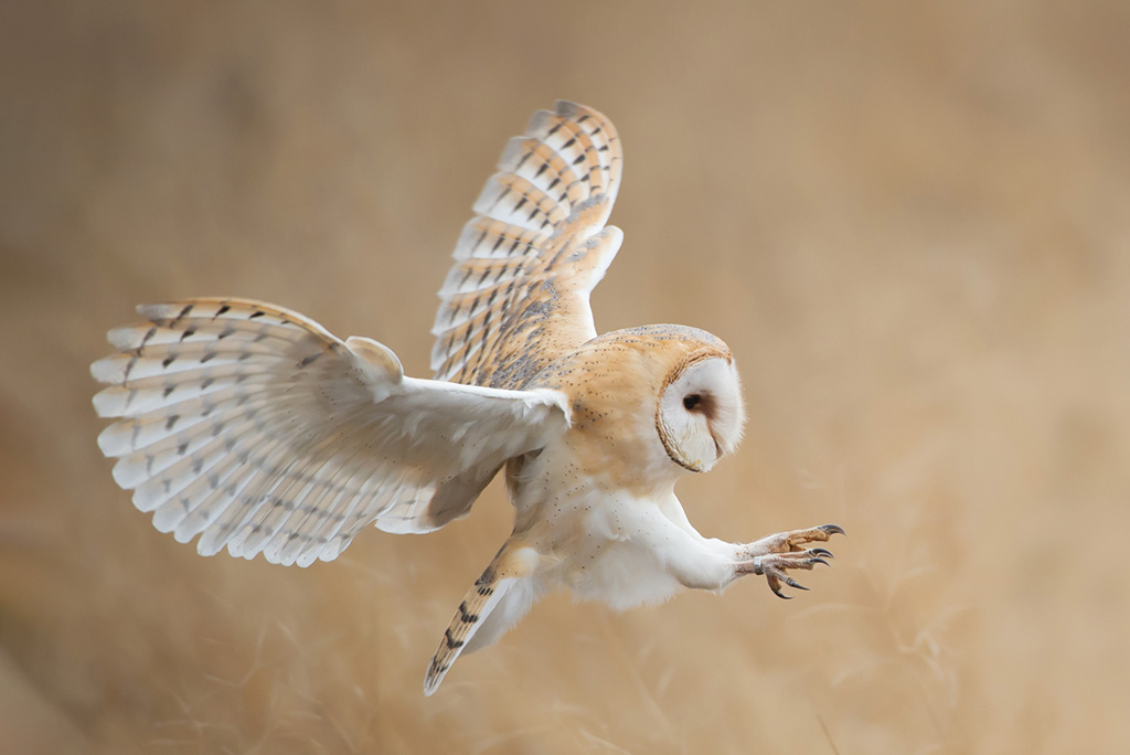 The Secret Life of Owls Sun Valley Magazine