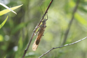 a stonefly