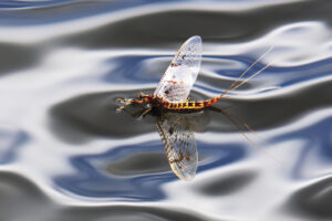 mayfly