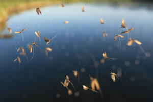 a swarm of caddisflies